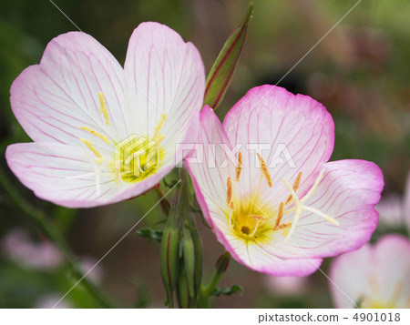 月見草桐 月見草桐 4901018