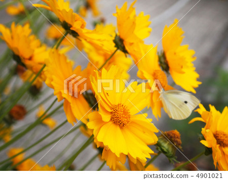 Okin Keike Okin Keike 4901021