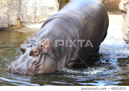 The moment the hippo enters the pond The moment the hippo enters the pond 4901033