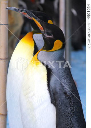 Landscape-oriented penguins 4901034