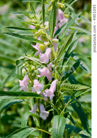 Sesame flowers 4901095