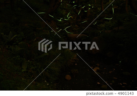 螢火蟲的光 4901143
