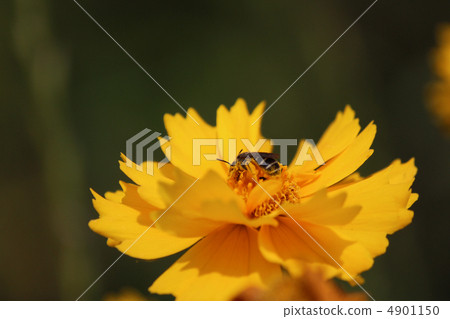 鮮花和蜜蜂 鮮花和蜜蜂 4901150