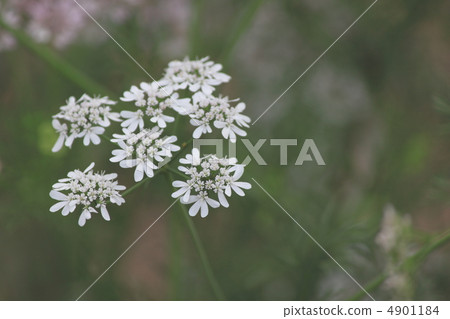 Early summer garden garden herb coriander Early summer garden garden herb coriander 4901184