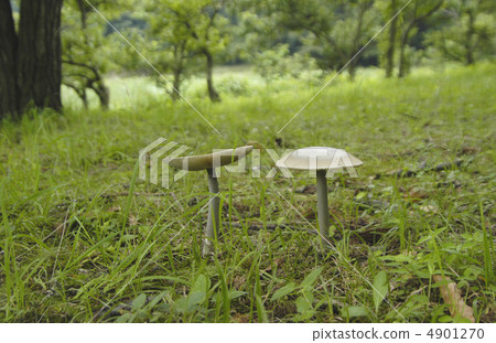 Forest mushrooms 4901270