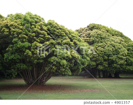 初夏的Mateboshi是綠色爆炸 4901357