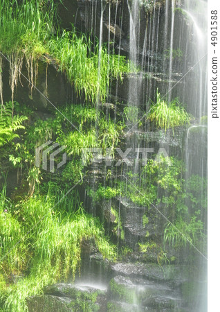 Shining grass of rocky skin 4901588