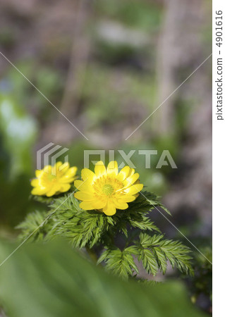 阿多尼斯 4901616