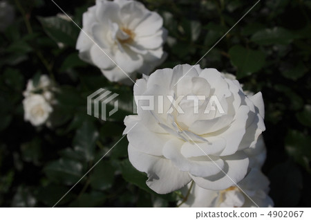 Buff Beauty 4902067