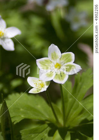 綠色Nirinsou 綠色Nirinsou 4902206