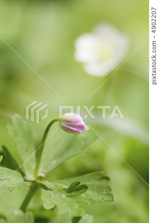 Nirinso的芽 4902207