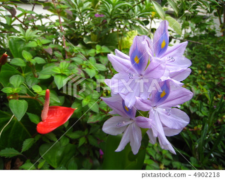 Water hyacinth and anthurium Water hyacinth and anthurium 4902218