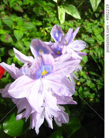 Water hyacinth Water hyacinth 4902219