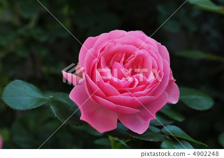 古色古香的萊昂納多達芬奇風格 4902248