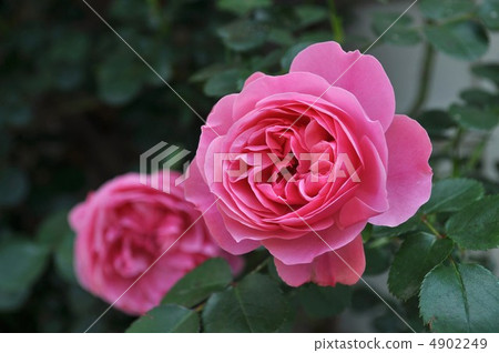 深粉紅玫瑰萊昂納多達芬奇 4902249