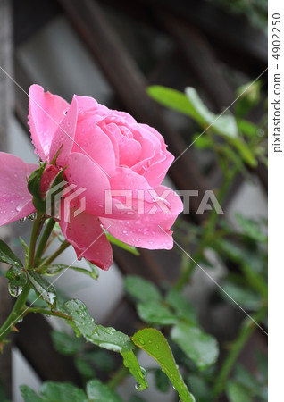 萊昂納多達芬奇在雨中閃耀 4902250