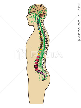 Human nerve pathway (aspect) Human nerve pathway (aspect) 4902440