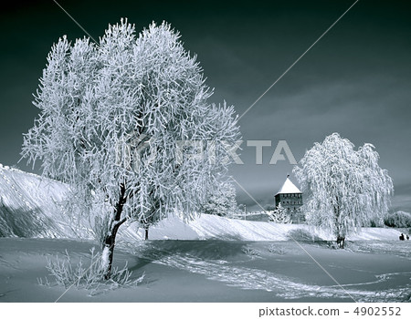 tree in snow tree in snow 4902552