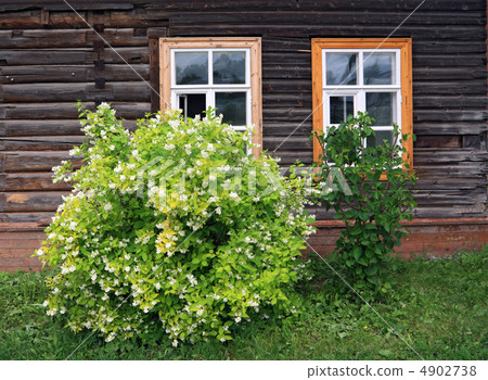 flowering bush near wooden building flowering bush near wooden building 4902738
