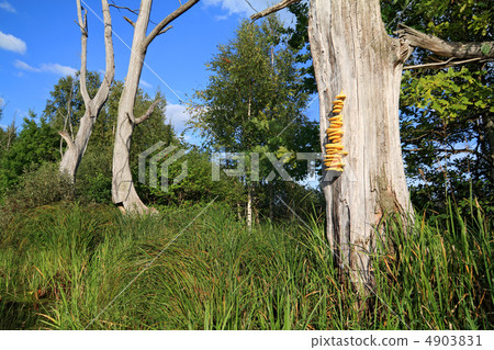 yellow mushroom on dry tree 4903831