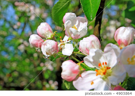 flowerses to aple trees flowerses to aple trees 4903864