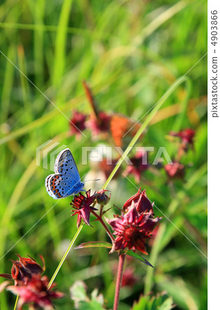 blue butterfly on red flower blue butterfly on red flower 4903866
