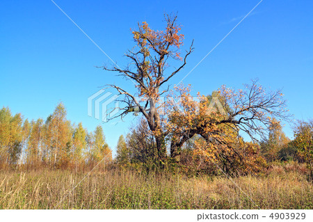 old oak on autumn field 4903929