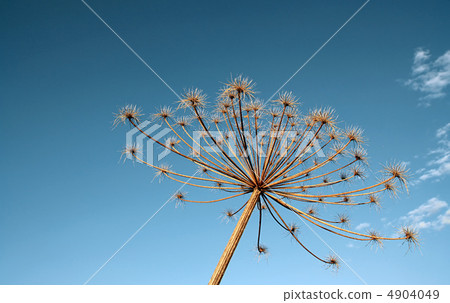 hogweed 4904049