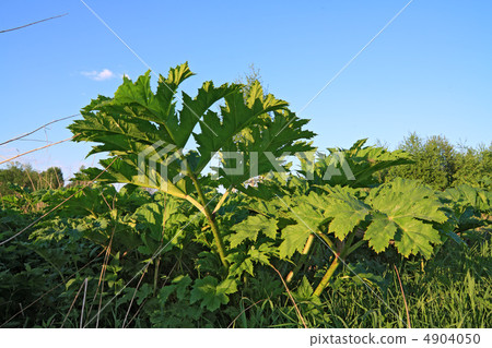 green sheet hogweed on celestial background green sheet hogweed on celestial background 4904050