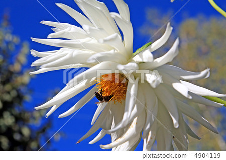 dahlia on background blue sky dahlia on background blue sky 4904119