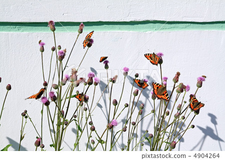 red butterflies on flowerses on wall background red butterflies on flowerses on wall background 4904264