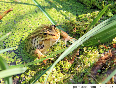 frog in marsh amongst duckweed frog in marsh amongst duckweed 4904273
