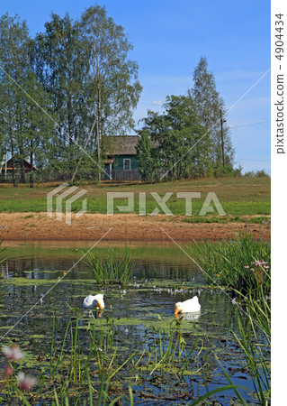 two white geese on river against village two white geese on river against village 4904434