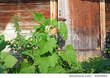 green burdock near old wooden door green burdock near old wooden door 4904465
