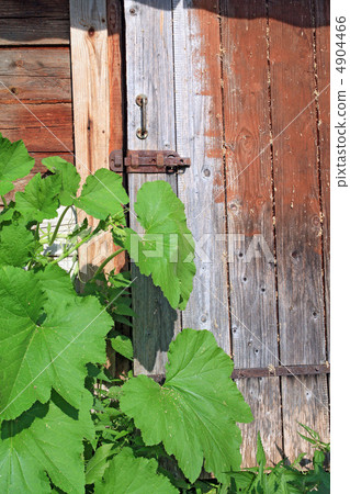 green burdock near old wooden door green burdock near old wooden door 4904466