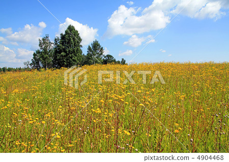 yellow flowerses on autumn field yellow flowerses on autumn field 4904468
