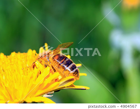 insect on yellow flower on spring field 4904567