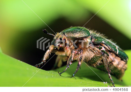 cockchafer cockchafer 4904568