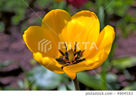 yellow tulip on vegetable background yellow tulip on vegetable background 4904583