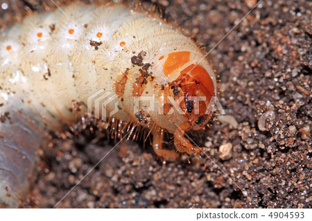 bug maggot on brown land bug maggot on brown land 4904593