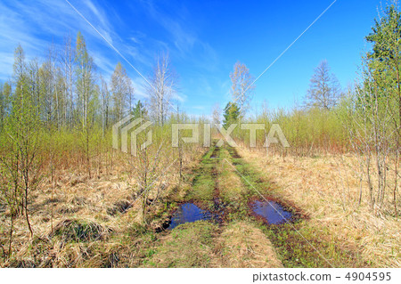 aging rural road in birch copse 4904595