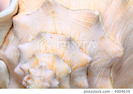 seashell seashell 4904639