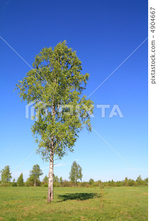 green birch on spring field green birch on spring field 4904667