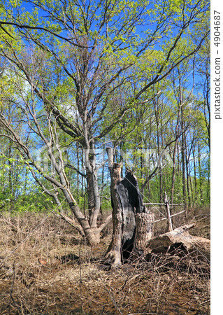 tumbled tree in dry herb 4904687