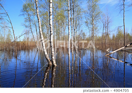 spring flood in birch wood spring flood in birch wood 4904705