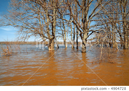 spring flood in oak wood 4904728