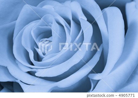 blue rose close up 4905771