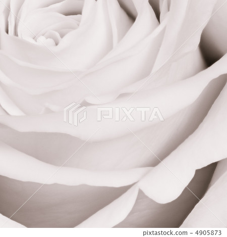 white rose close up 4905873