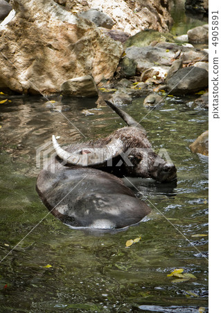 water buffalo 4905891