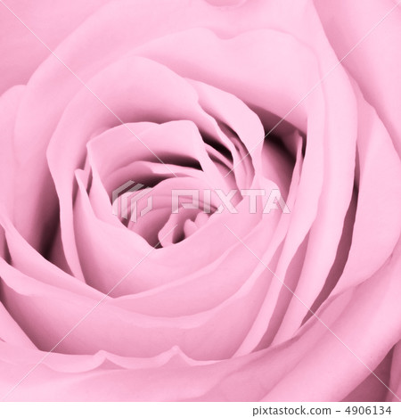 pink rose close up pink rose close up 4906134